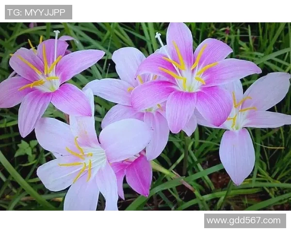 何思雨：在风雨交加中绽放的坚韧与希望之花